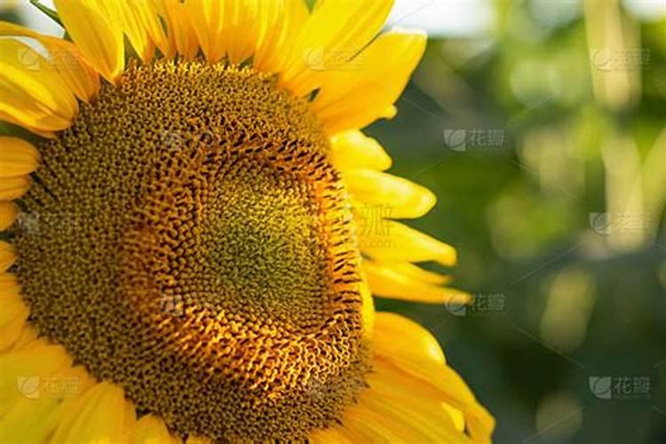 种植葵花用什么肥料好？