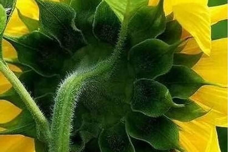 向日葵花茎变紫是正常现象吗