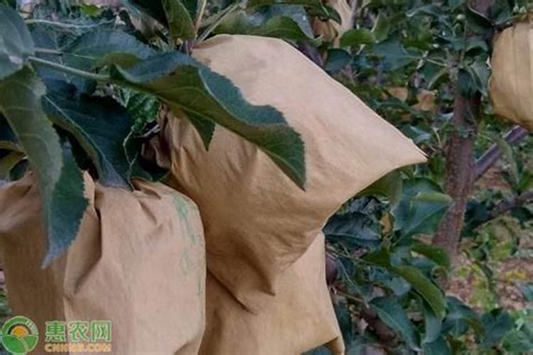 江西蔬菜叶面肥木醋液