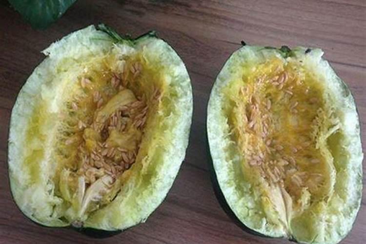 面瓜的种植技术