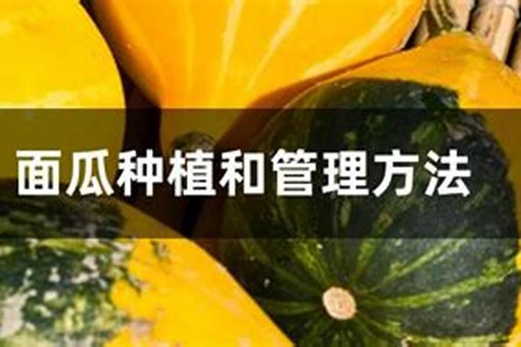 东北面瓜的种植如何防止秋季烂瓜