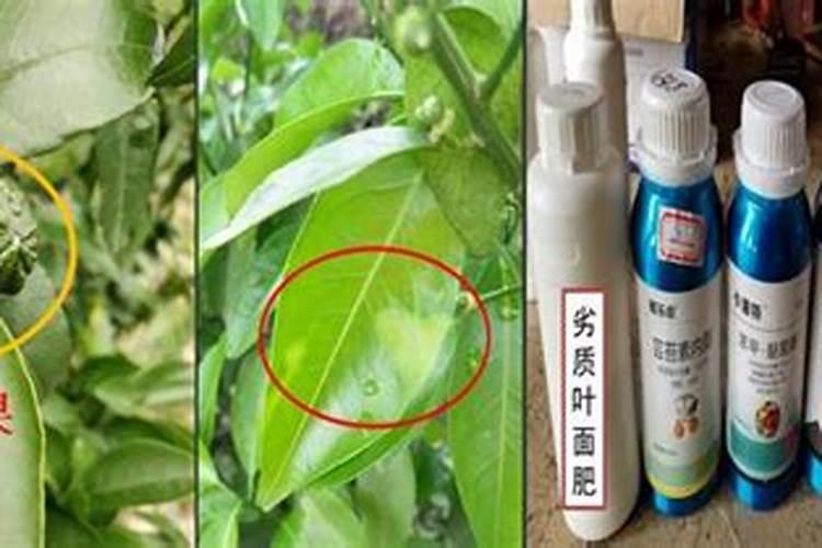 催花用什么肥料好,怎么施肥