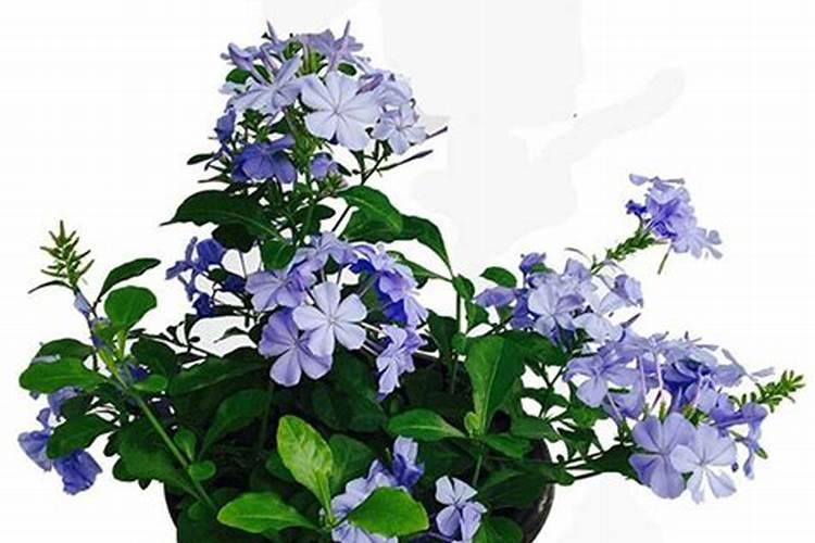大樱桃开花期浇水影响樱桃早熟吗