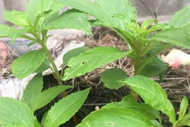 枯树叶能直接用于花盆做肥料吗