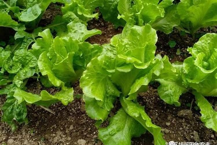 移栽大白菜怎样浇水