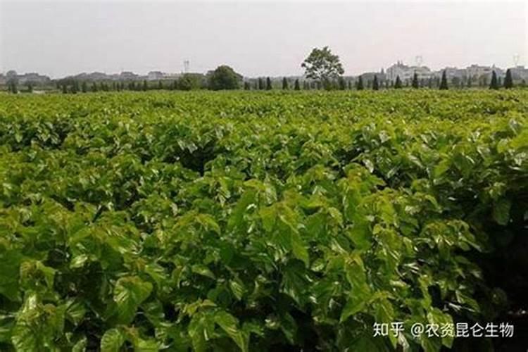 月季什么时候用氮肥