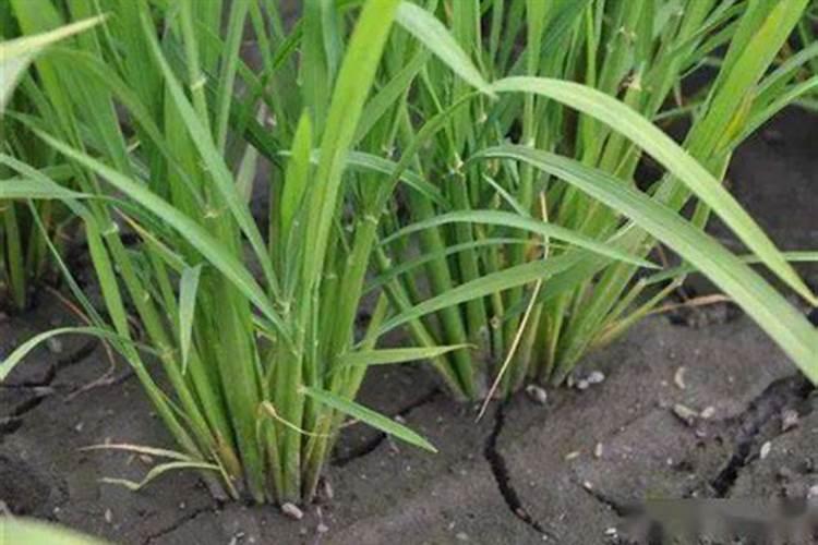 多肉植物可以水培吗 水培养殖方法和注意事项