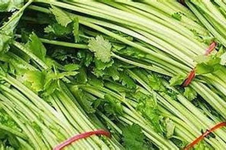 芹菜立枯病的特效药？