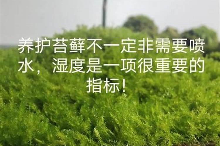 水苔怎么 种植