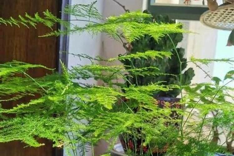 文竹施什么肥最好