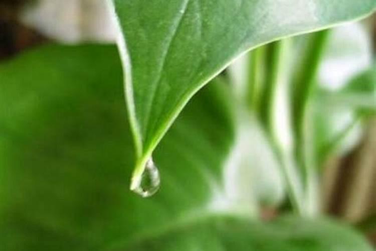 西瓜苗用什么肥料生根快西瓜苗几月份开始育苗