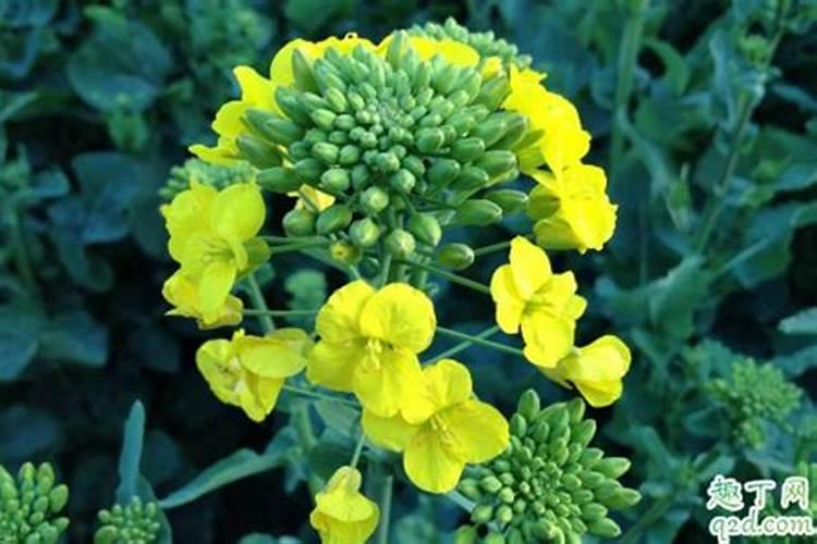 种植油菜为什么要施硼肥 油菜啥时候施硼肥好
