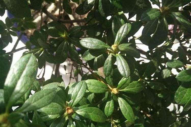 夏季杜鹃花施肥方法