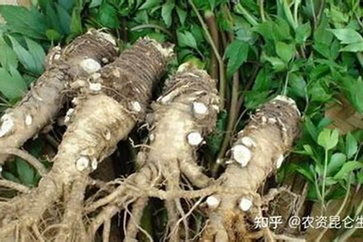 郁金香的根怎么种植花卉百科