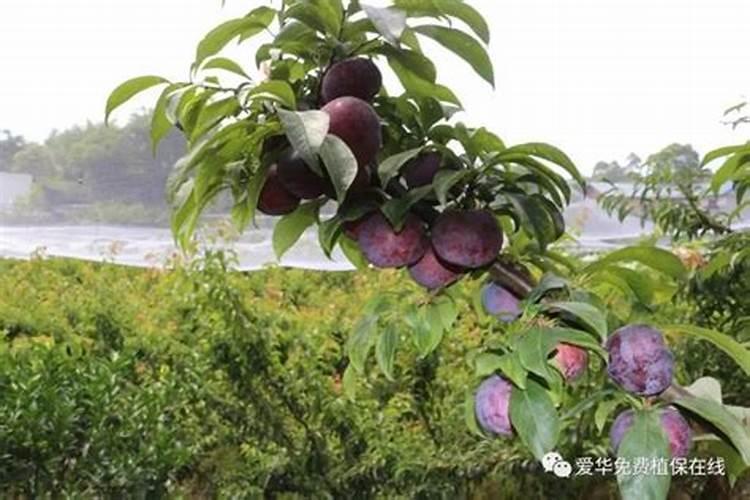 鼓槌石斛的养殖方法及注意事项,生长繁殖两不误
