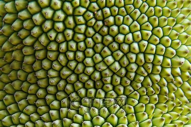 菠萝皮能做花肥吗 菠萝蜜外皮可做肥料用吗