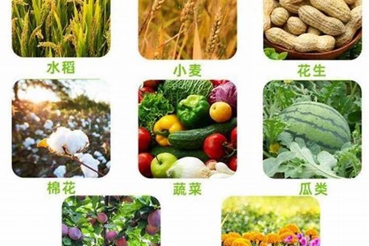水溶肥哪个品牌好