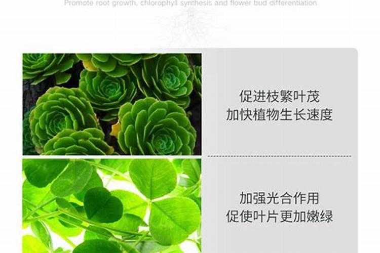 蓝莓能用多肽氮肥吗？