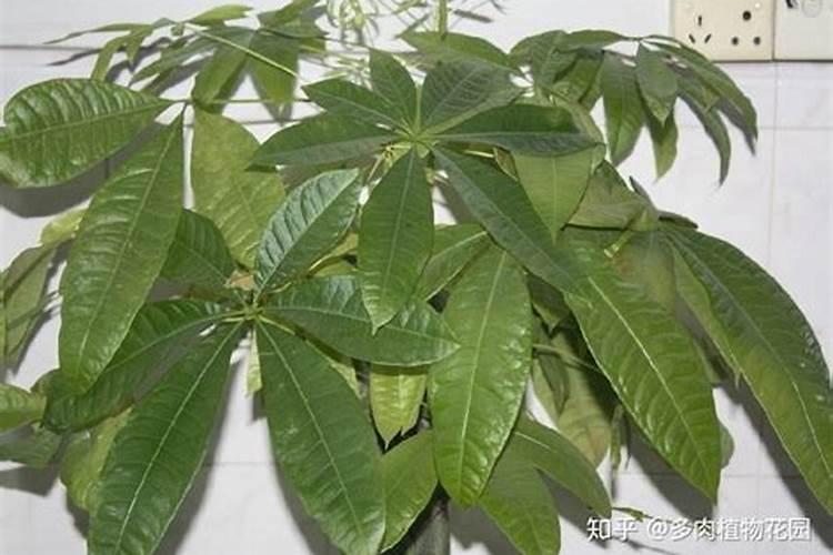 胺鲜酯的使用方法
