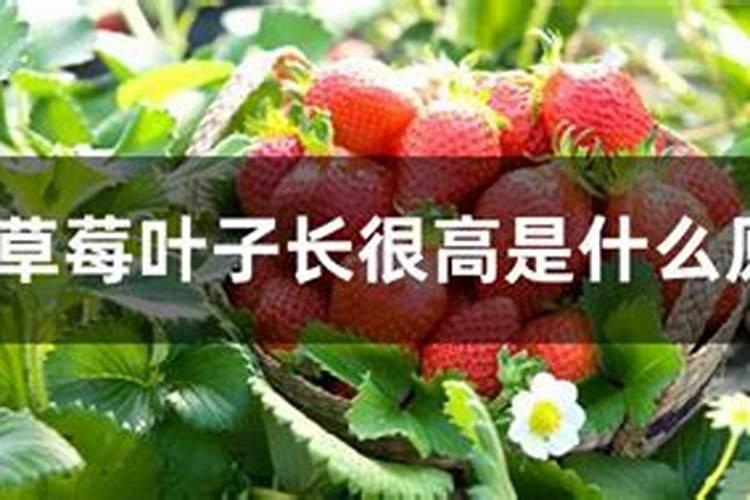 蓝莓种植中的根腐病如何防治？