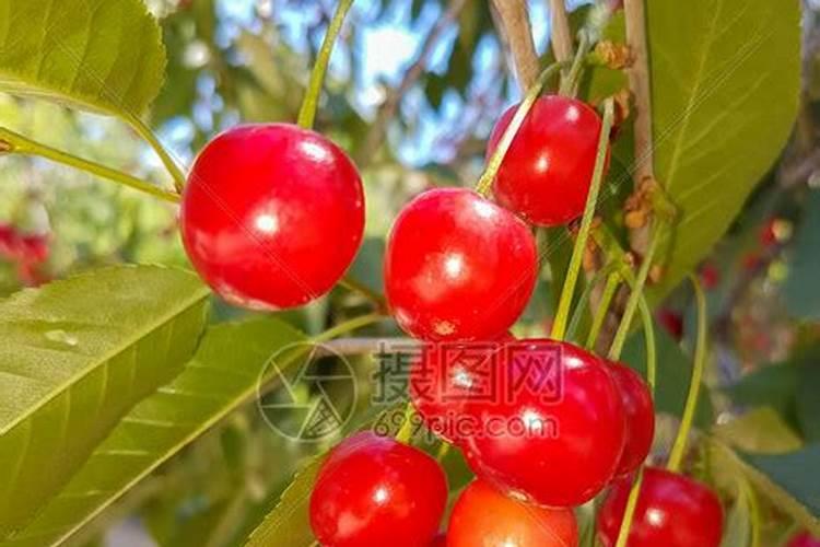 樱桃树底肥用什么肥料比较好？