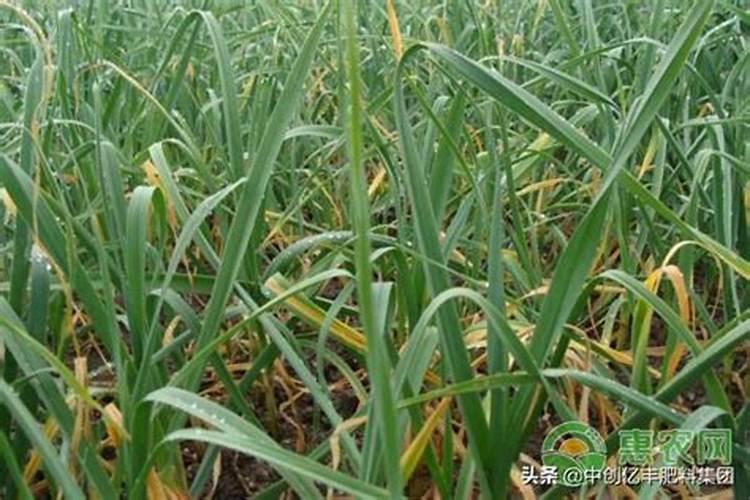 清明节后给大蒜浇水可以用磷肥吗？