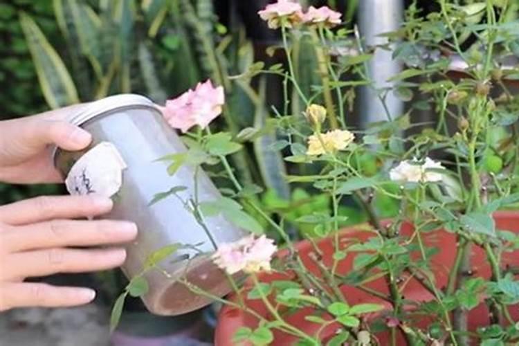 月季花施肥时间和方法