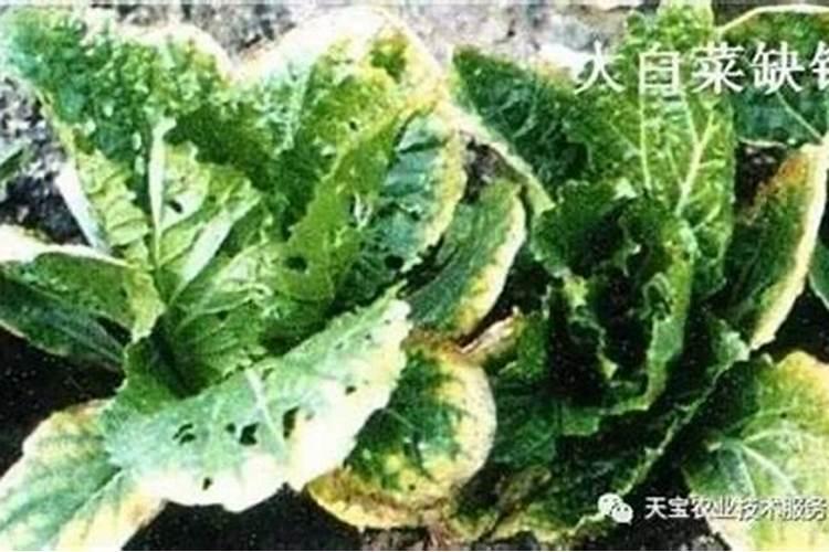 种植白菜的时候,白菜缺钾的表现都有哪些？