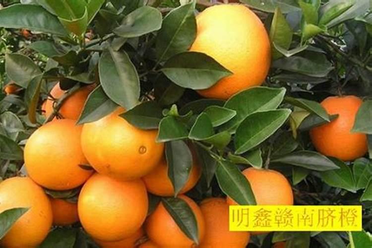 嘉宝果叶子枯黄什么问题？
