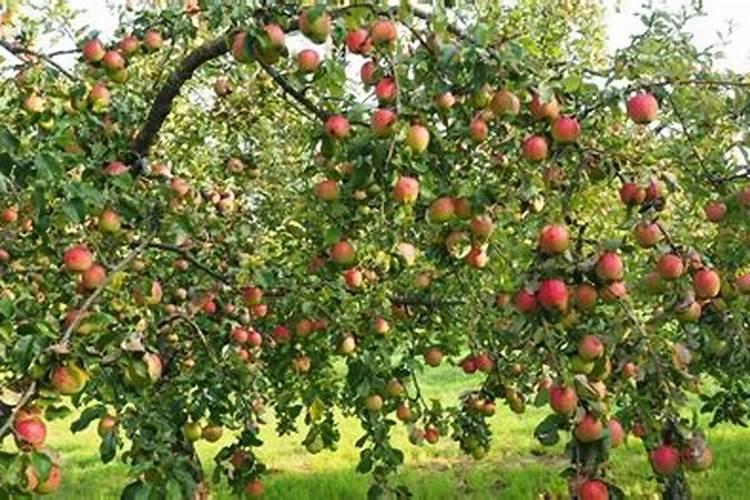 “苹果树膨果期施什么肥料好”