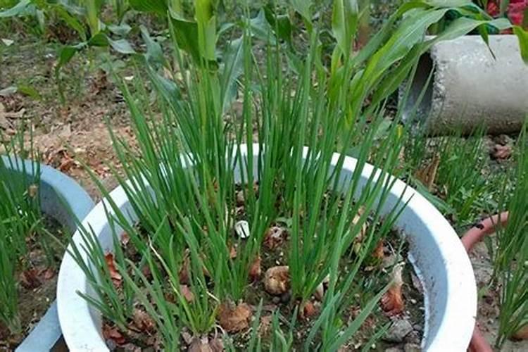 钾肥是什么肥料 植物缺少钾肥会怎么样