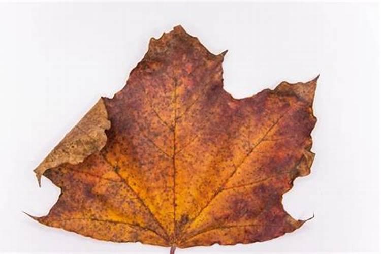 榴莲小苗的树叶黄黄的是怎么回事