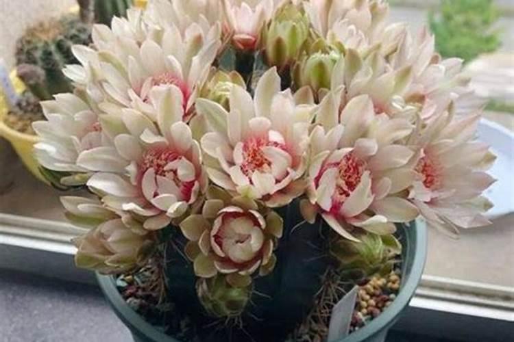 绯花玉变软怎么处理