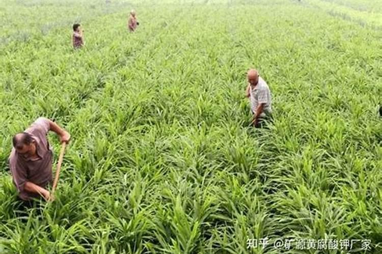 长效氮肥的使用方法及注意事项有哪些