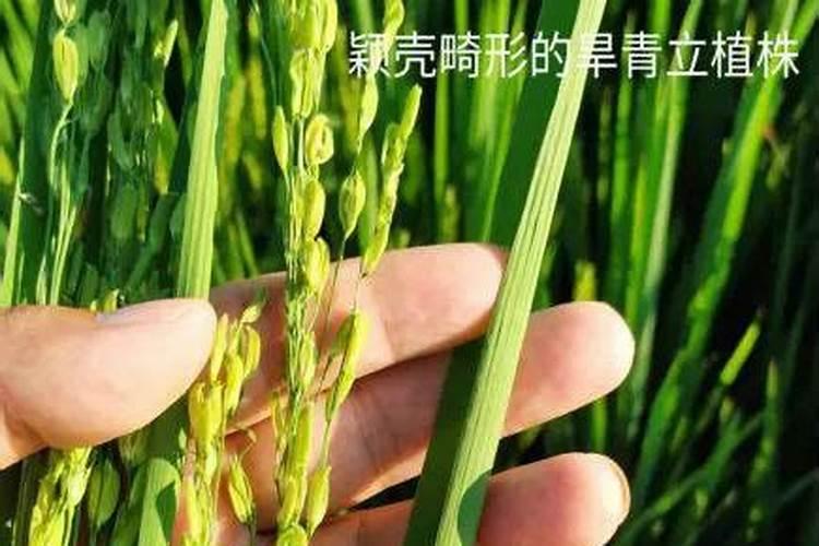 怎样用稻瘟福甲霜防治水稻立枯病？
