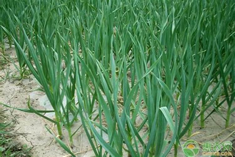 大蒜专用肥,种植大蒜用什么肥料好