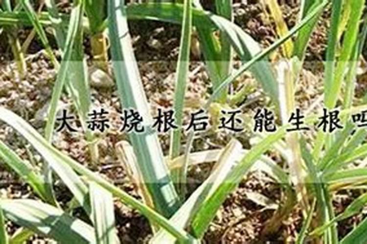 大蒜冲施什么肥料最好