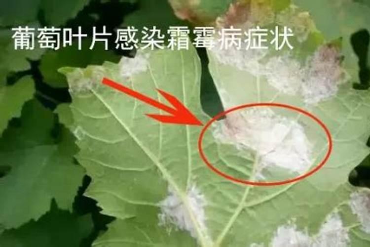 玉米7至11叶用什么叶面肥好