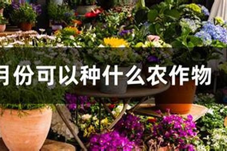 速生杨什么时候喷施叶面肥最好？