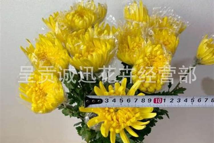 菊花施肥方法