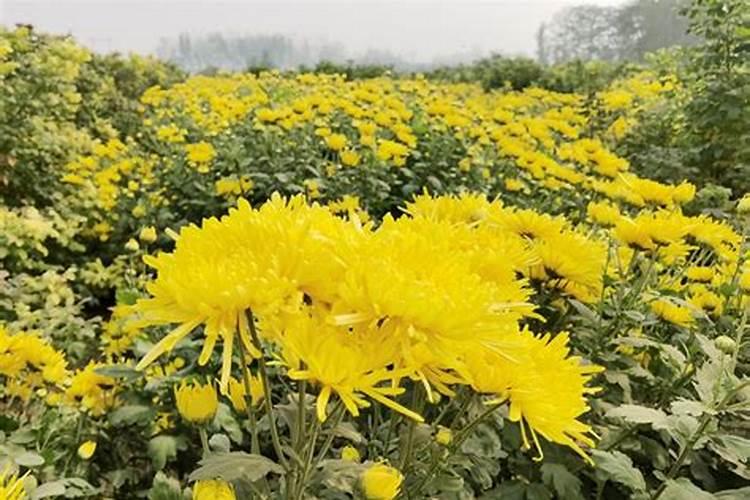 钙叶面肥对菊花起什么作用？