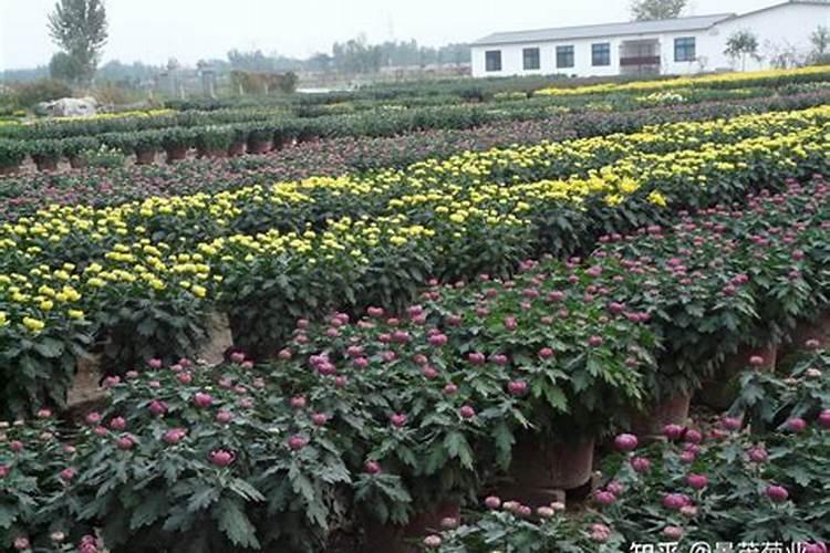 菊花施什么肥