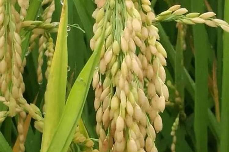 地里施入100斤钾肥任何东西都不种植第二年种植小麦还用不用施钾肥？