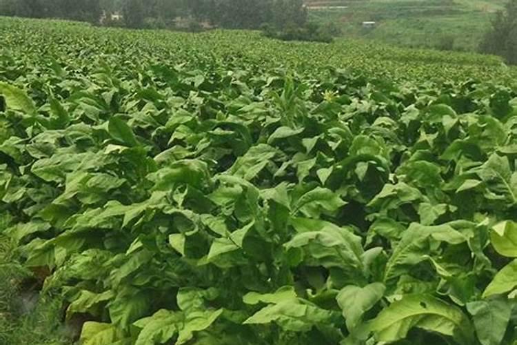 有搞测土配方施肥的高手吗种黄烟的配方