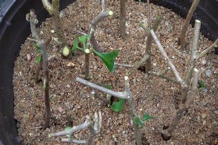 一棵果树可以施多少硫酸钾镁肥？