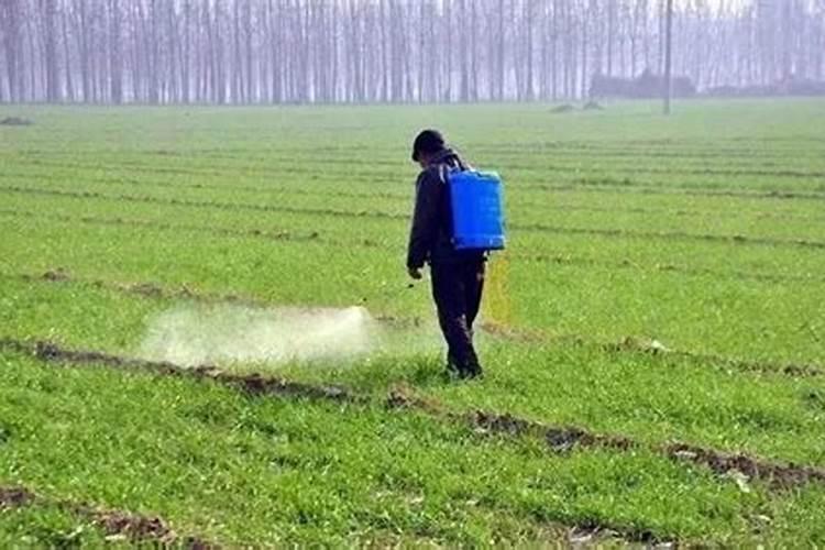 氨基酸叶面肥什么时间使用