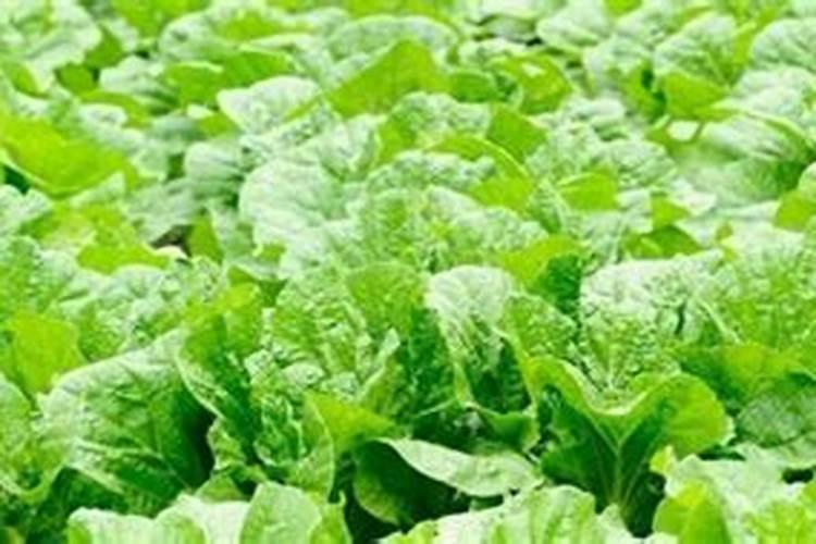 喷什么叶面肥芹菜长得快 喷施方法有哪些