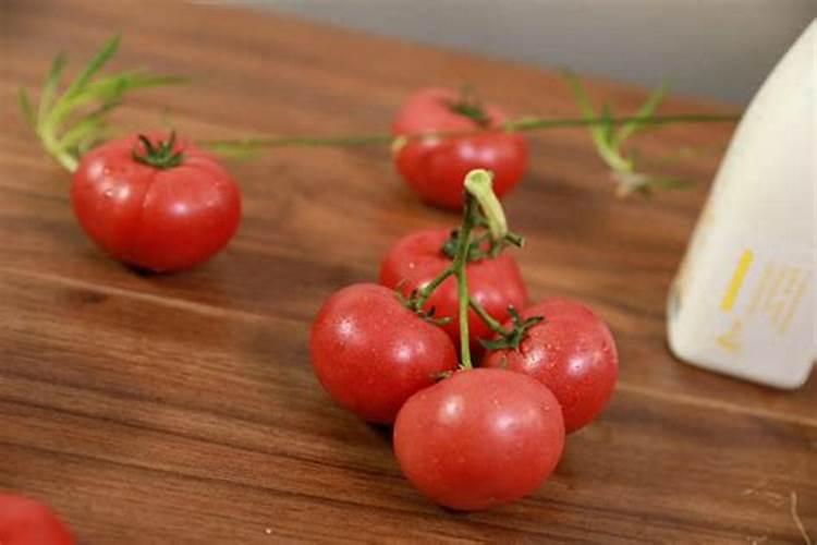 种西红柿用什么肥料最好