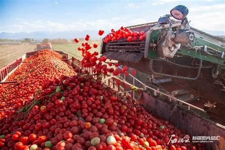 西红柿什么时候追钾肥好西红柿熟了一亩地追多少斤钾肥？
