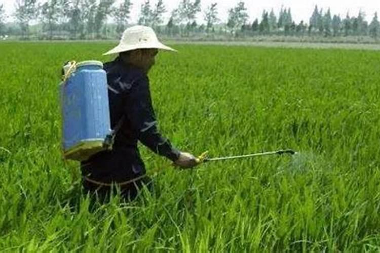 根瘤菌如何与植物合作固氮